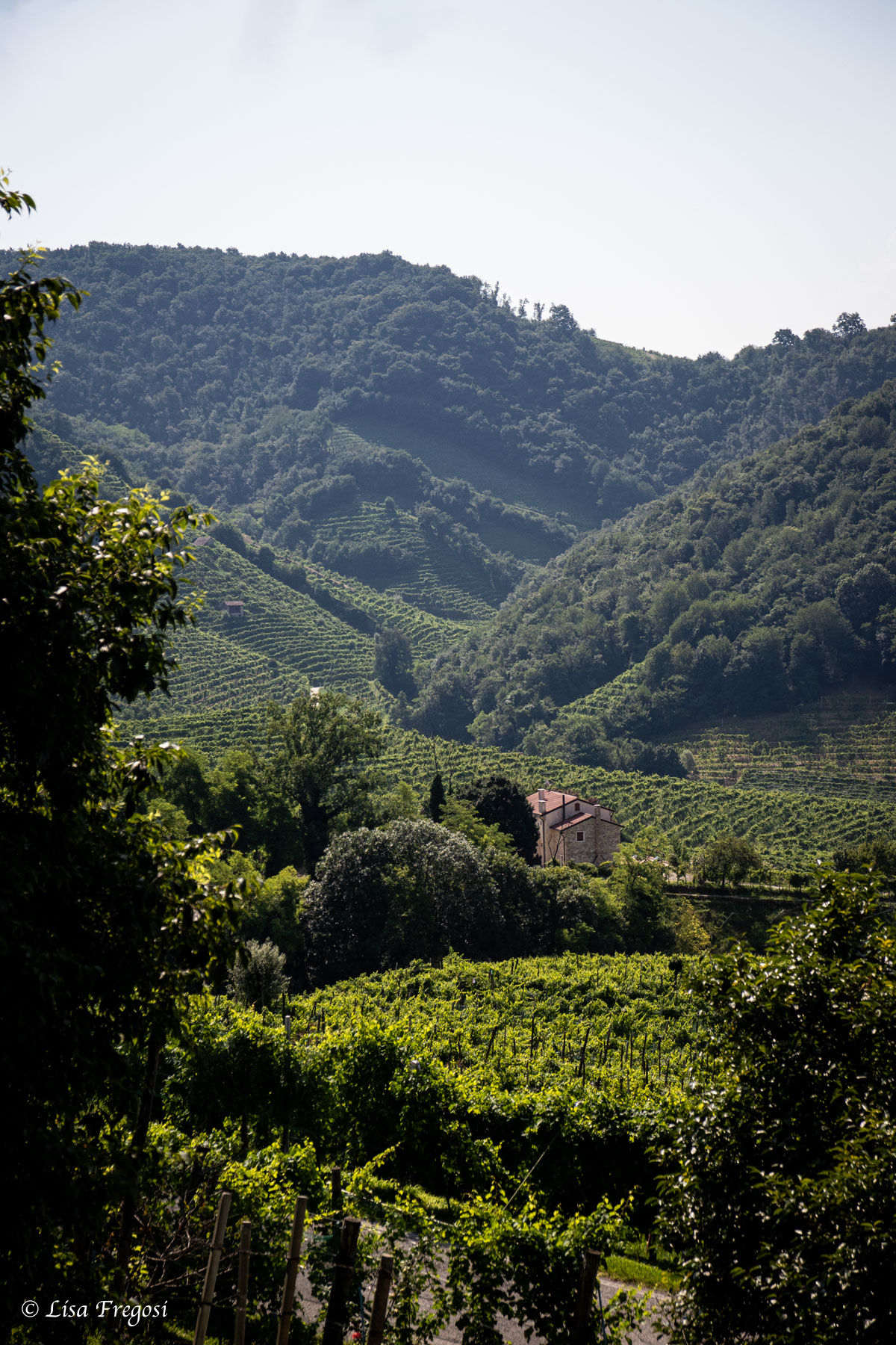 Follador prosecco wine experience Conegliano Valdobbiadene